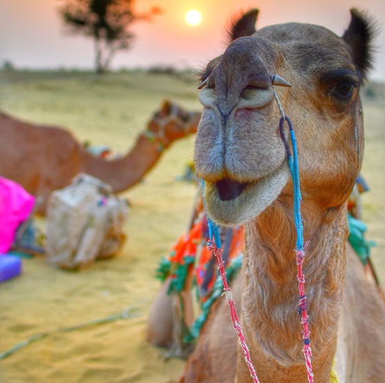 Покататься на верблюдах в Тунисе