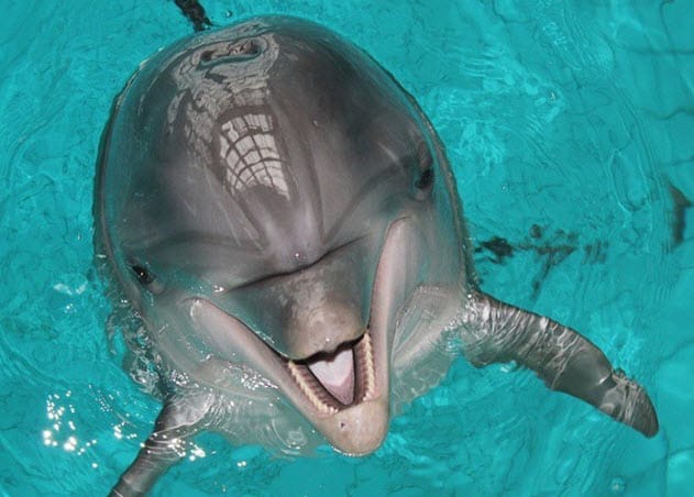 Дельфинарий в городе Набережные Челны