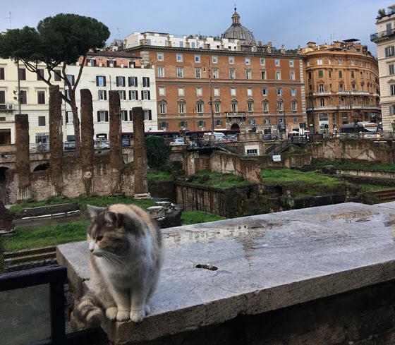 Кошек в Риме можно встретить буквально везде
