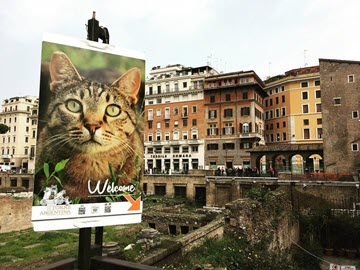 В Риме животных: кошкин дом
