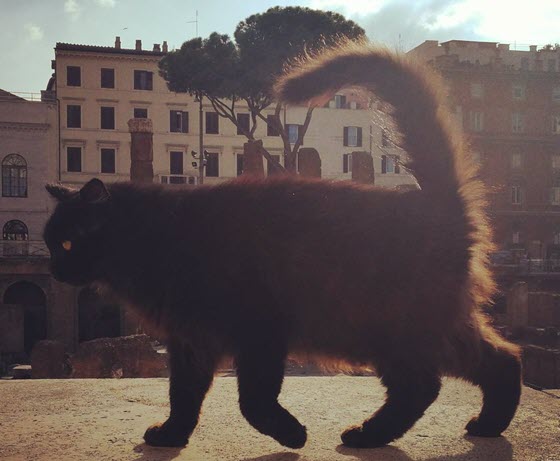 Красивая римская кошка