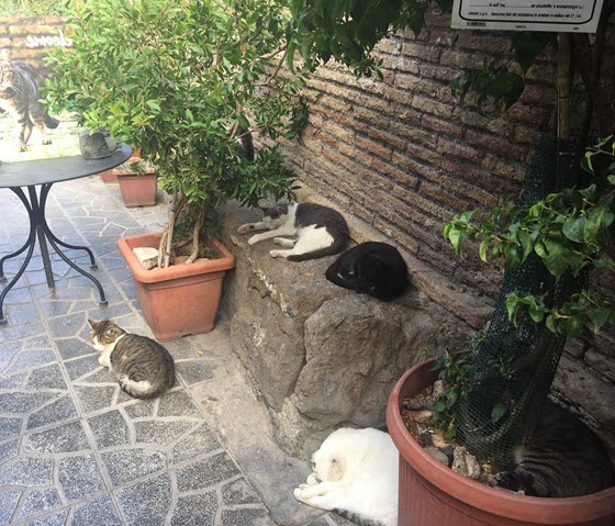 Попробуйте посчитать сколько котов в Риме