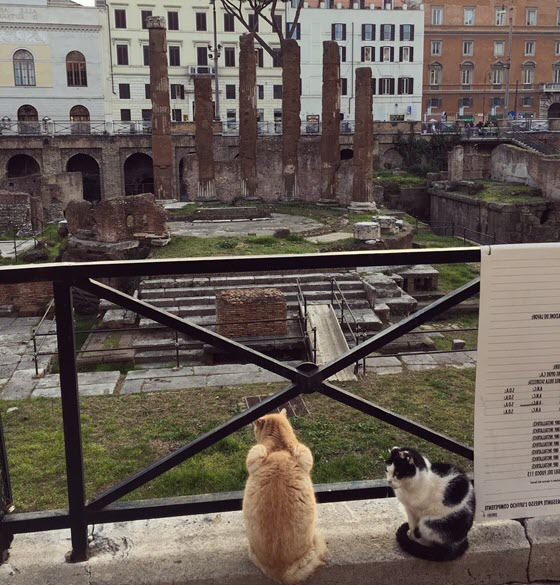 Самая известная римская колония кошек